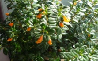 金魚吊蘭簡介，屬多年生草本植物