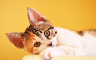 貓咪哮喘病怎么診斷，可通過(guò)x光線檢查、全血細(xì)胞計(jì)數(shù)檢查等