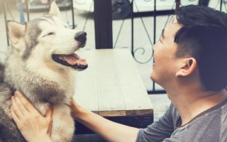 狗狗抑郁癥的常見表現(xiàn)，常表現(xiàn)為食欲下降、精神不振等