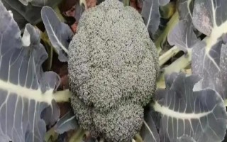 西蘭花能水培種植嗎，不能水培