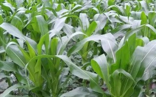 軍單23玉米種子簡(jiǎn)介，中抗彎孢菌葉斑病