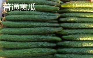 水果型黃瓜怎么種植，緩苗后要勤澆小水
