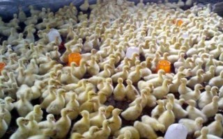 飼養(yǎng)雛鵝要注意什么，放在環(huán)境良好的育雛室內(nèi)養(yǎng)護