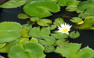怎么在缸里養(yǎng)荷花，將它放到光照條件比較好的地方養(yǎng)護