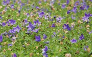 農村熱門的藥材種植項目，枸杞的產量一般更加穩(wěn)定