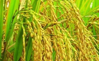 中粳優(yōu)15號(hào)水稻種子簡介，全生育期169天