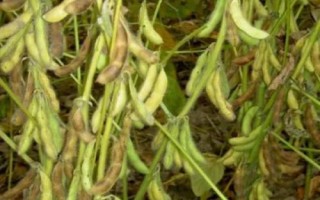 菏豆36號(hào)大豆種子特征特性，夏播生育期平均100.5天