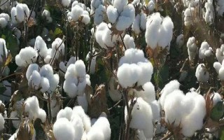 早211棉花種子簡(jiǎn)介，提倡機(jī)械播種