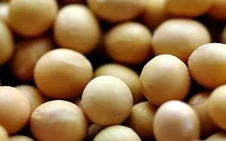 受歡迎的大豆品種有哪些，常見(jiàn)的有中黃35、中黃301等