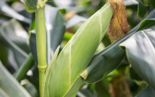 盛玉608玉米種簡(jiǎn)介，播種期4月下旬至5月上旬