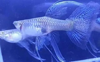 孔雀魚趴在缸底不動的原因及解決辦法，水溫、環(huán)境或者疾病都有可能