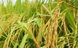 蓉5優(yōu)674水稻種簡(jiǎn)介，該品種基部葉葉鞘中等紫色