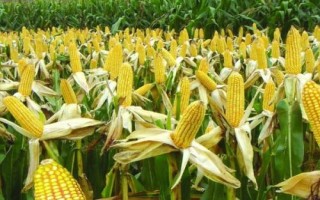 富華12號玉米種子簡介，兩年區(qū)試平均生育期127天