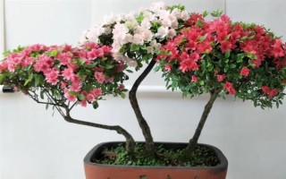 杜鵑花的家庭養(yǎng)法，春秋季通常2-3天可澆1次水