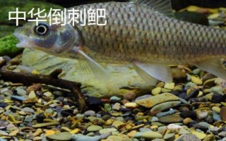 中華倒刺鲃與光倒刺鲃?dòng)惺裁磪^(qū)別，中華倒刺鲃的體態(tài)近似鯉魚(yú)