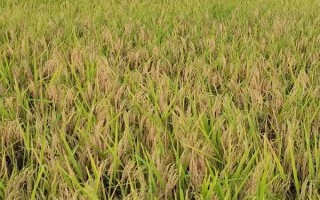 博優(yōu)2318水稻品種的特性，注意防治白葉枯病