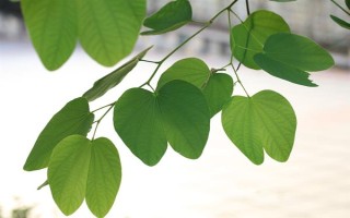 紫荊樹的簡介，是一種落葉喬木