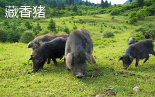 豬有哪些品種，包括杜洛克、成華豬、大白豬、長(zhǎng)白豬等種類