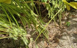 華豆20大豆種子簡介，夏大豆品種
