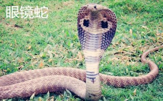 響尾蛇和眼鏡蛇誰更加厲害，相同條件下眼鏡蛇更厲害