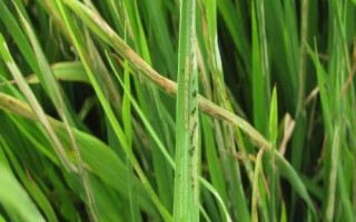 稻縱卷葉螟什么時候防治效果好，7月上中旬至8月中旬進(jìn)行