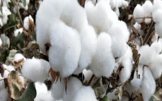 新陸早52號棉花種子特點，適宜播期為4月10-25日