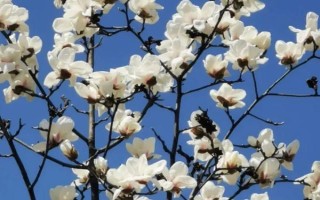 白玉蘭的形態(tài)特征，高達(dá)17米且胸徑達(dá)到30厘米