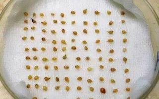 蔬菜種子播種前怎么處理，曬種是必須的第一步