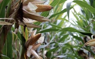 吉新112玉米種子介紹，密度4500株/畝