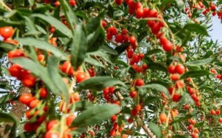 農村熱門的藥材種植項目，枸杞的產量一般更加穩(wěn)定
