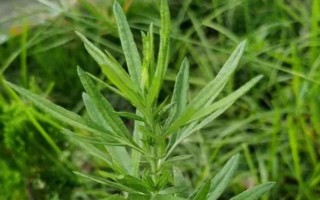 農(nóng)村常見的野草，常見的有苘麻、艾草等