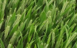 金諾麥2號(hào)小麥種子特征特性，適宜播期10月5～15日