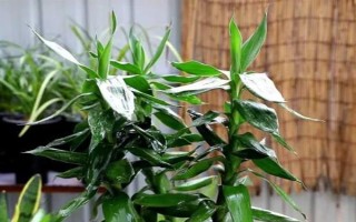 怎么養(yǎng)富貴竹，適宜生長在陰涼的環(huán)境中