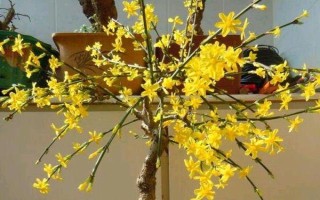 迎春花的養(yǎng)殖方法，適宜生長在10-25℃左右的環(huán)境