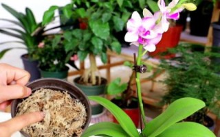 蝴蝶蘭的養(yǎng)殖要點(diǎn)，生長適溫為18-28℃