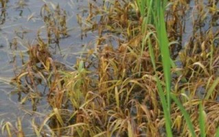泰香優(yōu)5318水稻種子特點(diǎn)，秧田畝播種量5千克