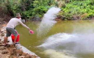 海瓜子怎么養(yǎng)殖，排干水塘再將種苗均勻撒在塘面上