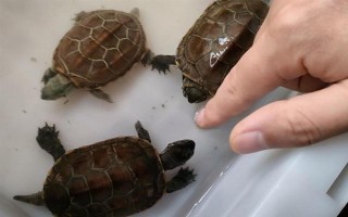 草龜可以和什么龜一起養(yǎng)，可以和黃喉龜、刀背麝香龜一起養(yǎng)