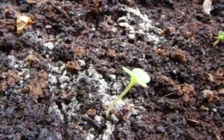 花土長白毛如何處理，可往花盆中噴灑藥物
