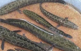 黑魚一年能長多少斤，體重一般能增加1斤左右