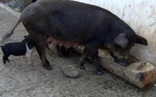 母豬產仔后不喂奶還咬小豬如何解決，根據引發(fā)原因采取針對性措施
