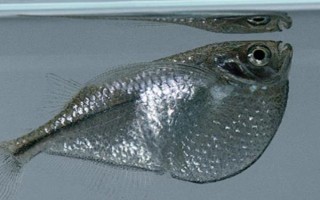 銀燕子燈魚(yú)好不好養(yǎng)，飼養(yǎng)難度比較低