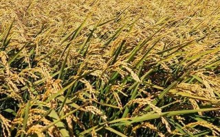川種優(yōu)3877水稻種子簡介，每畝有效穗數(shù)15.7萬穗
