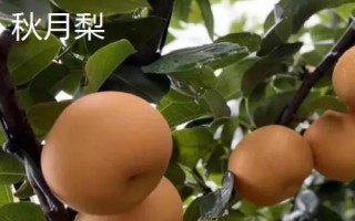 哪些農(nóng)作物在秋季成熟，包括花生、玉米、西紅柿等品種