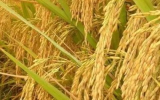 贊兩優(yōu)570水稻品種的特性，秧田畝播種量8-10千克