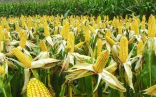 騰龍805玉米種子介紹，3月下旬至4月上旬播種