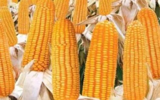 愛瑞特961玉米種子介紹，大喇叭口期防治玉米螟蟲