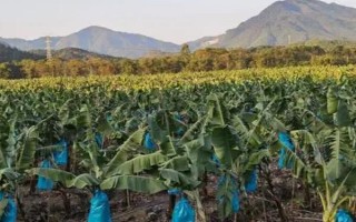 降低香蕉寒害的解決方案，可多施有機(jī)肥、鉀肥