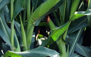 高玉79玉米種子簡(jiǎn)介，每畝種植3000株為佳