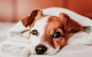 犬貓慢性腸炎的癥狀，表現(xiàn)為食欲不振，長期持續(xù)腹瀉等